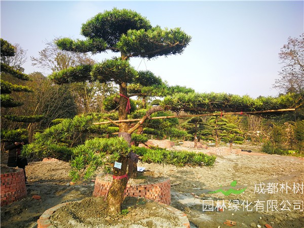 郫县罗汉松【苗圃基地直销】20公分价格28000-32000元